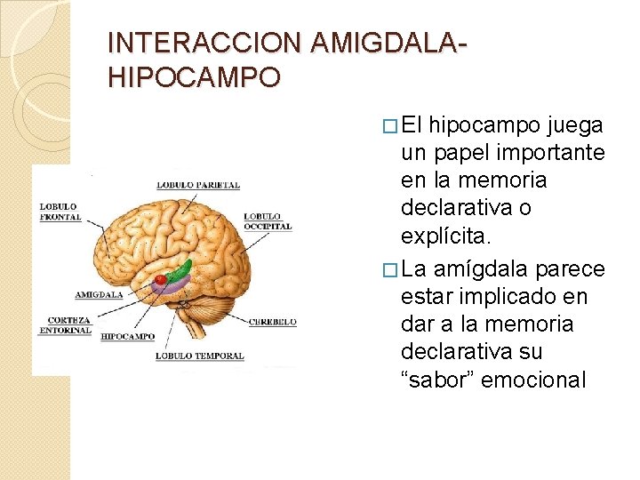 INTERACCION AMIGDALAHIPOCAMPO � El hipocampo juega un papel importante en la memoria declarativa o