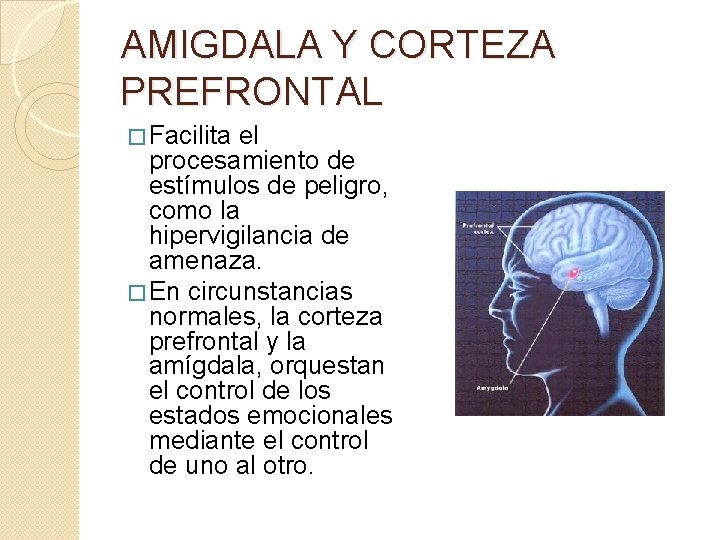 AMIGDALA Y CORTEZA PREFRONTAL � Facilita el procesamiento de estímulos de peligro, como la