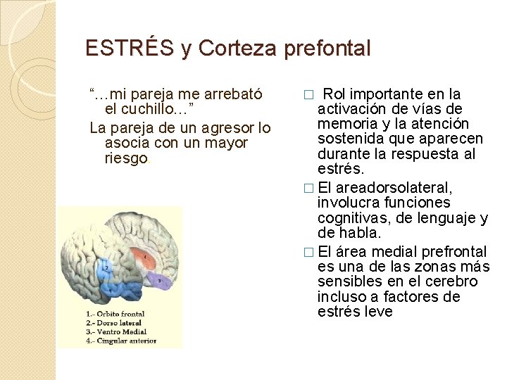 ESTRÉS y Corteza prefontal “…mi pareja me arrebató el cuchillo…” La pareja de un