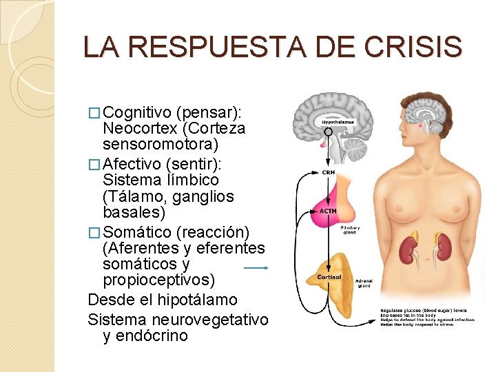 LA RESPUESTA DE CRISIS � Cognitivo (pensar): Neocortex (Corteza sensoromotora) � Afectivo (sentir): Sistema