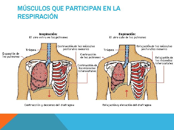 MÚSCULOS QUE PARTICIPAN EN LA RESPIRACIÓN 