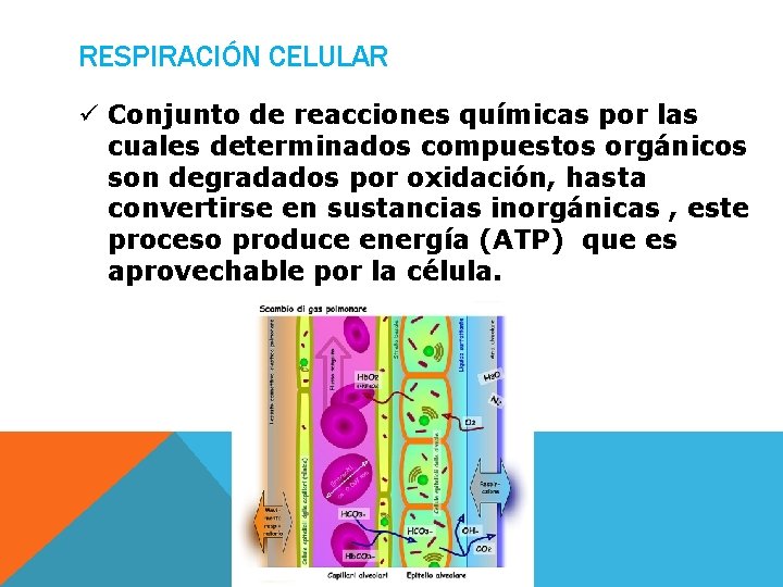 RESPIRACIÓN CELULAR ü Conjunto de reacciones químicas por las cuales determinados compuestos orgánicos son