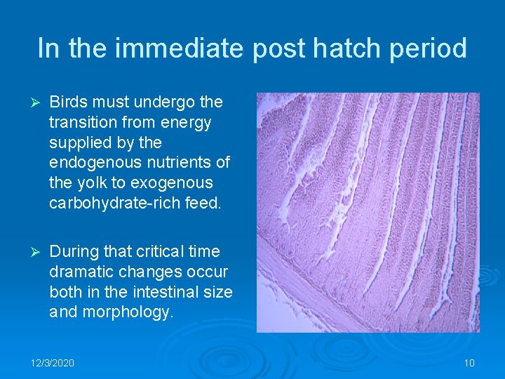 In the immediate post hatch period Ø Birds must undergo the transition from energy
