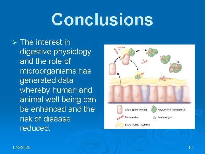 Conclusions Ø The interest in digestive physiology and the role of microorganisms has generated