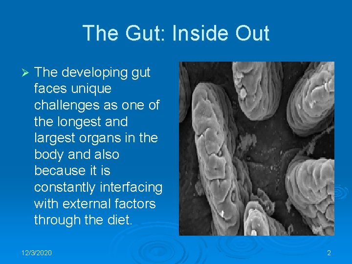 The Gut: Inside Out Ø The developing gut faces unique challenges as one of