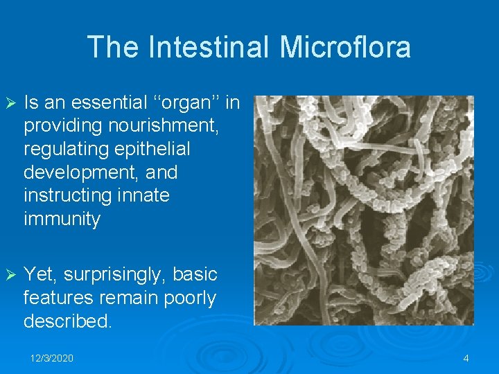 The Intestinal Microflora Ø Is an essential ‘‘organ’’ in providing nourishment, regulating epithelial development,