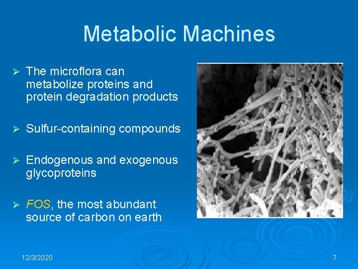 Metabolic Machines Ø The microflora can metabolize proteins and protein degradation products Ø Sulfur-containing