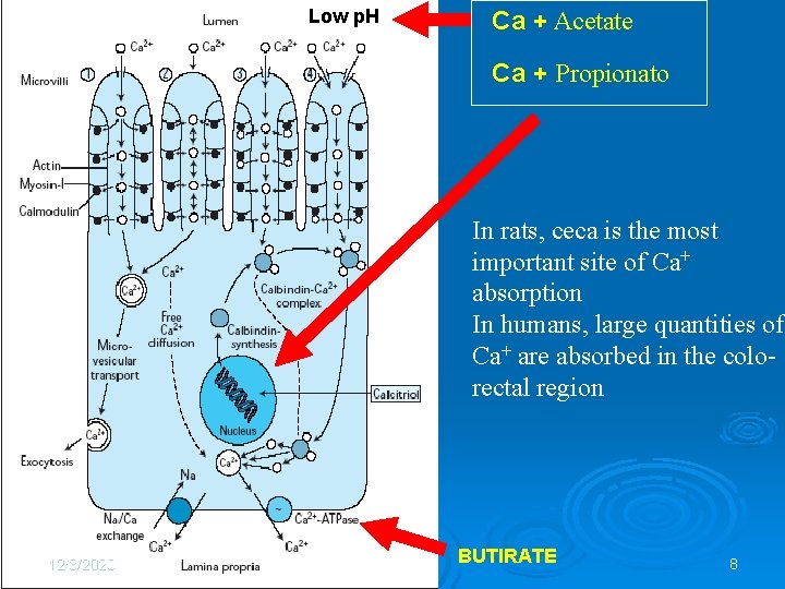 Low p. H Ca + Acetate Ca + Propionato In rats, ceca is the