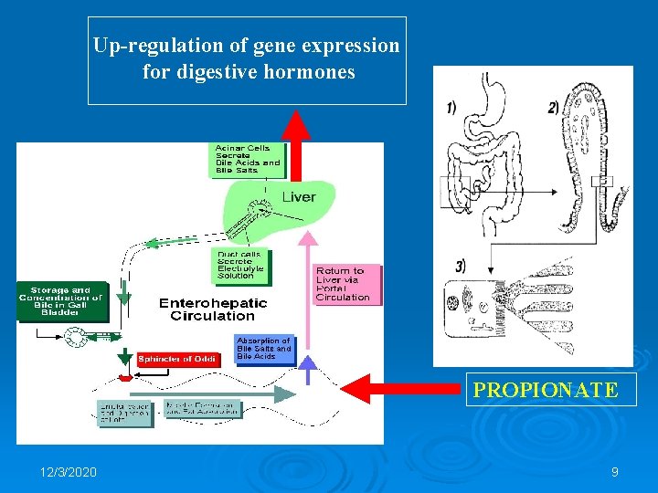 Up-regulation of gene expression for digestive hormones PROPIONATE 12/3/2020 9 