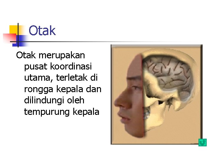 Otak merupakan pusat koordinasi utama, terletak di rongga kepala dan dilindungi oleh tempurung kepala