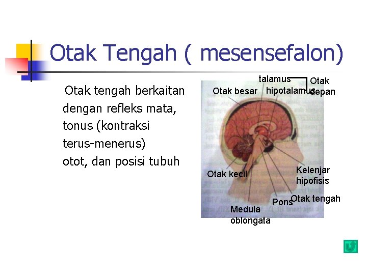 Otak Tengah ( mesensefalon) Otak tengah berkaitan dengan refleks mata, tonus (kontraksi terus-menerus) otot,