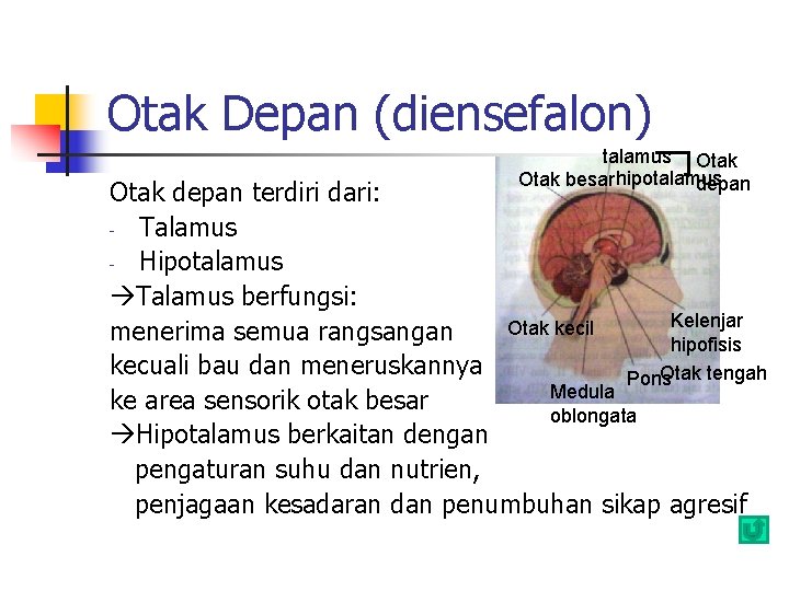 Otak Depan (diensefalon) talamus Otak besar hipotalamus depan Otak depan terdiri dari: - Talamus