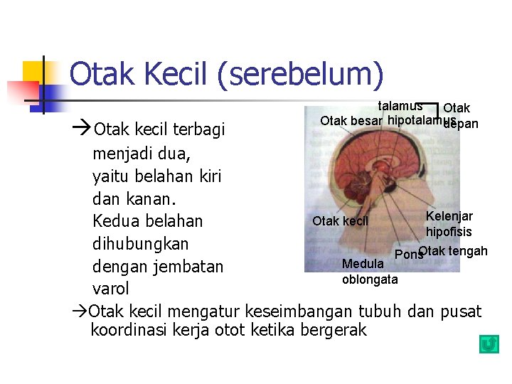 Otak Kecil (serebelum) Otak kecil terbagi talamus Otak besar hipotalamus depan menjadi dua, yaitu