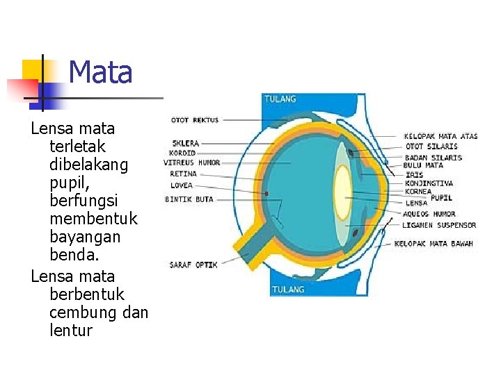 Mata Lensa mata terletak dibelakang pupil, berfungsi membentuk bayangan benda. Lensa mata berbentuk cembung