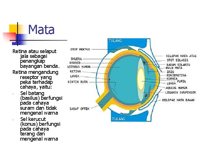 Mata Retina atau selaput jala sebagai penangkap bayangan benda. Retina mengandung reseptor yang peka