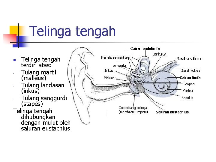 Telinga tengah Cairan endolimfa Telinga tengah terdiri atas: Tulang martil (malleus) Tulang landasan (inkus)