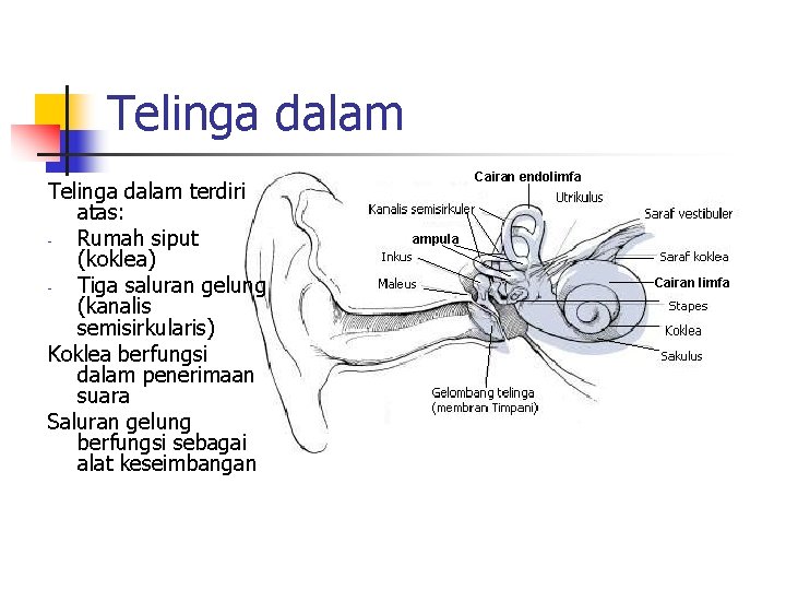 Telinga dalam terdiri atas: Rumah siput (koklea) Tiga saluran gelung (kanalis semisirkularis) Koklea berfungsi