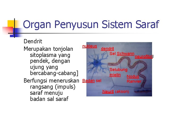 Organ Penyusun Sistem Saraf Dendrit Merupakan tonjolan sitoplasma yang pendek, dengan ujung yang bercabang-cabang]