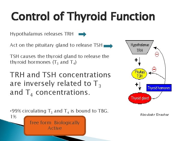 Control of Thyroid Function Hypothalamus releases TRH Act on the pituitary gland to release