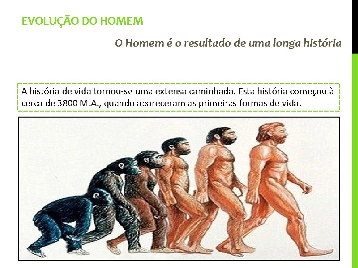 EVOLUÇÃO DO HOMEM O Homem é o resultado de uma longa história A história