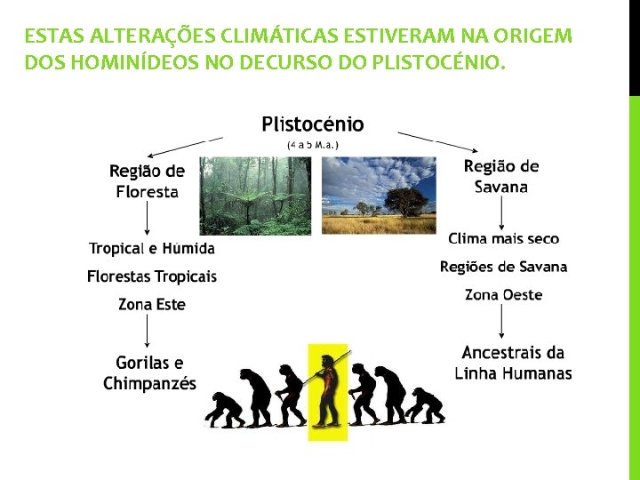 ESTAS ALTERAÇÕES CLIMÁTICAS ESTIVERAM NA ORIGEM DOS HOMINÍDEOS NO DECURSO DO PLISTOCÉNIO. 