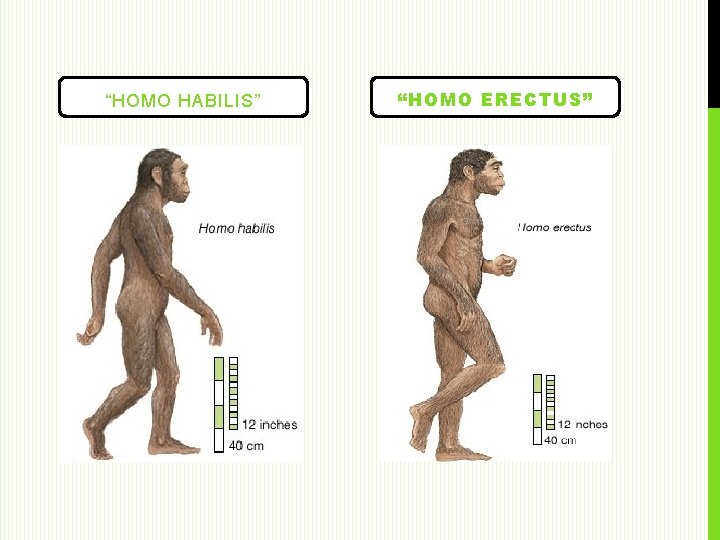 “HOMO HABILIS” “HOMO ERECTUS” 