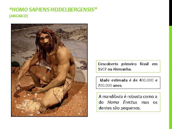 “HOMO SAPIENS HEIDELBERGENSIS” (ARCAICO) Descoberto primeiro fóssil em 1907 na Alemanha. Idade estimada é