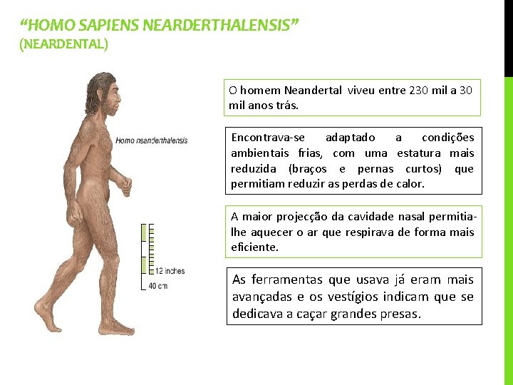 “HOMO SAPIENS NEARDERTHALENSIS” (NEARDENTAL) O homem Neandertal viveu entre 230 mil anos trás. Encontrava-se