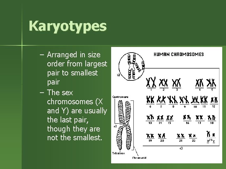 Karyotypes – Arranged in size order from largest pair to smallest pair – The