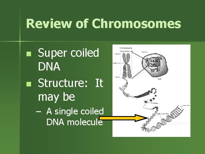 Review of Chromosomes n n Super coiled DNA Structure: It may be – A