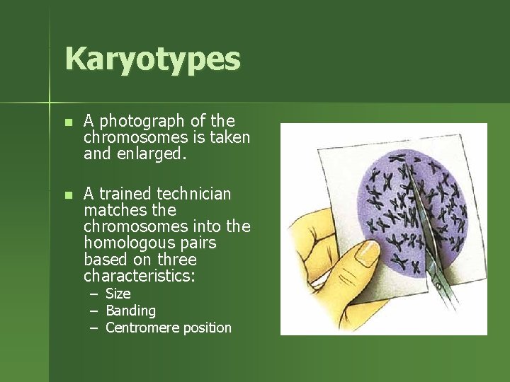 Karyotypes n A photograph of the chromosomes is taken and enlarged. n A trained