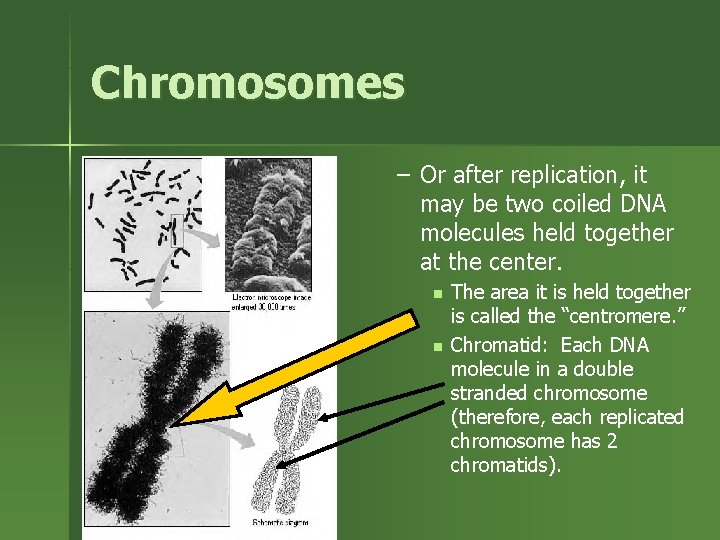 Chromosomes – Or after replication, it may be two coiled DNA molecules held together