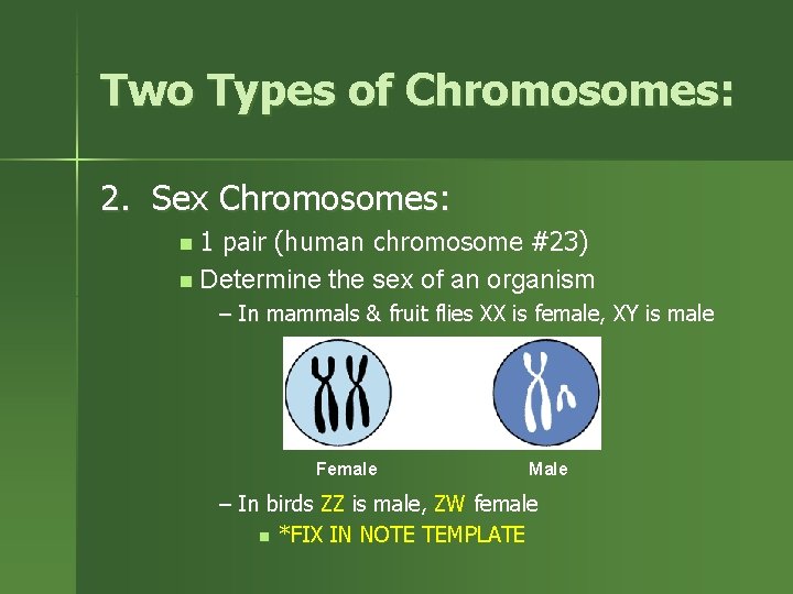 Two Types of Chromosomes: 2. Sex Chromosomes: n 1 pair (human chromosome #23) n
