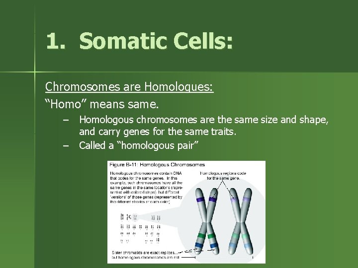 1. Somatic Cells: Chromosomes are Homologues: “Homo” means same. – Homologous chromosomes are the