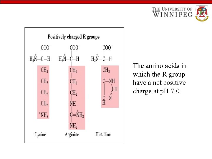 The amino acids in which the R group have a net positive charge at