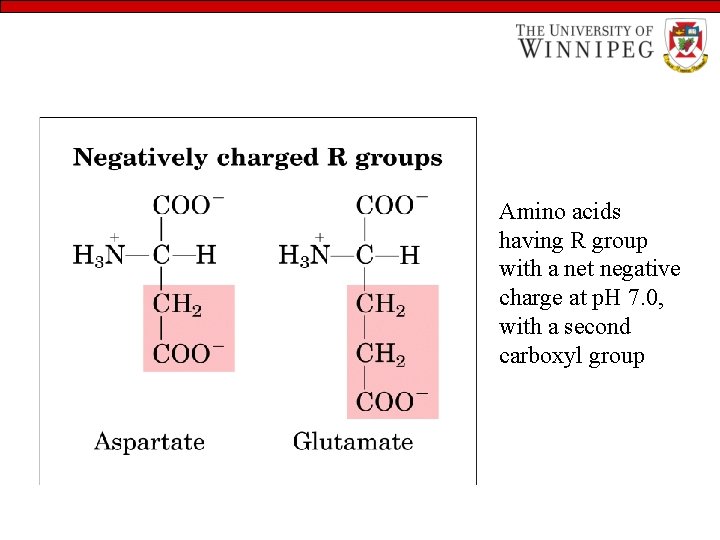 Amino acids having R group with a net negative charge at p. H 7.