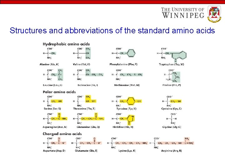 Structures and abbreviations of the standard amino acids 