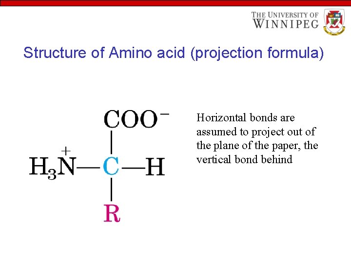 Structure of Amino acid (projection formula) Horizontal bonds are assumed to project out of