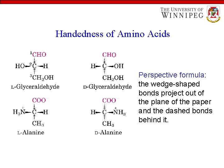 Handedness of Amino Acids Perspective formula: the wedge-shaped bonds project out of the plane
