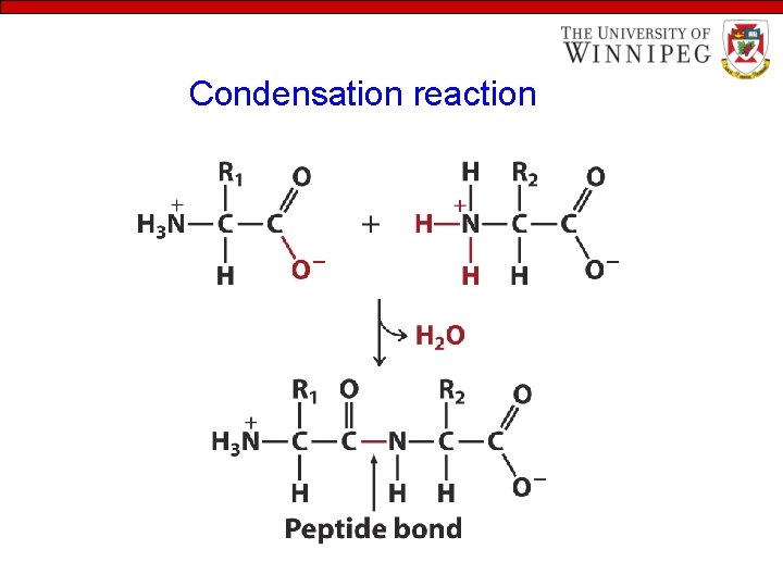 Condensation reaction 