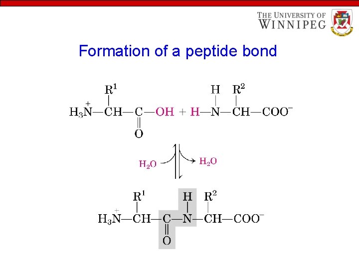 Formation of a peptide bond 