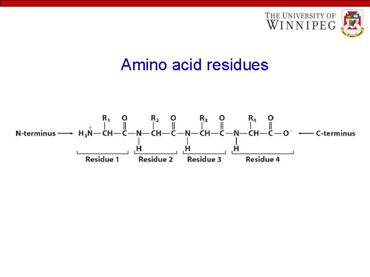 Amino acid residues 