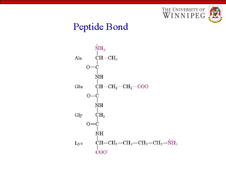 Peptide Bond 