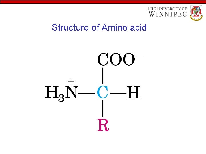 Structure of Amino acid 