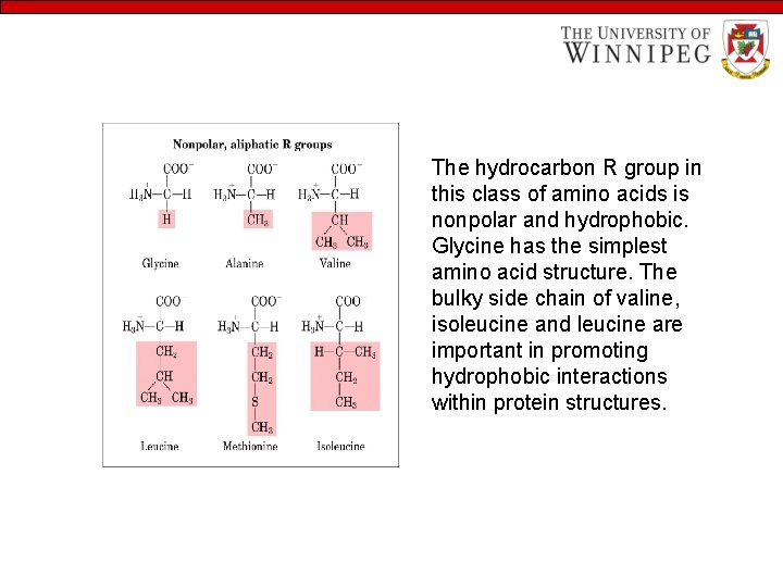 The hydrocarbon R group in this class of amino acids is nonpolar and hydrophobic.