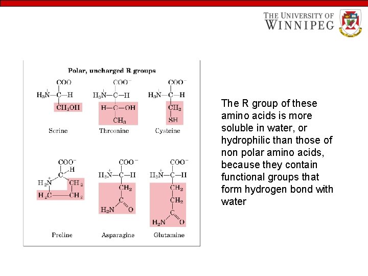 The R group of these amino acids is more soluble in water, or hydrophilic