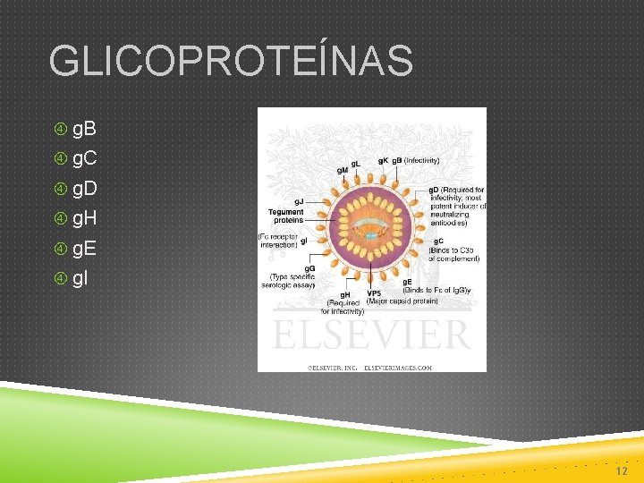 GLICOPROTEÍNAS g. B g. C g. D g. H g. E g. I 12