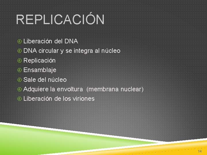 REPLICACIÓN Liberación del DNA circular y se integra al núcleo Replicación Ensamblaje Sale del