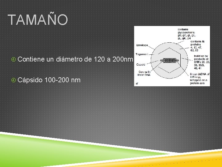 TAMAÑO Contiene un diámetro de 120 a 200 nm Cápsido 100 -200 nm 