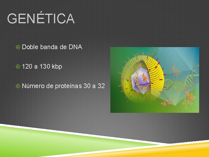 GENÉTICA Doble banda de DNA 120 a 130 kbp Número de proteínas 30 a